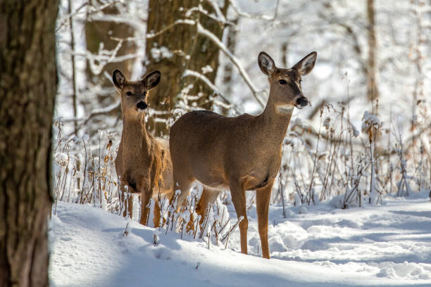 istock Deer. White-tailed deer on snow .  Hind and older fawn. 1205566985
