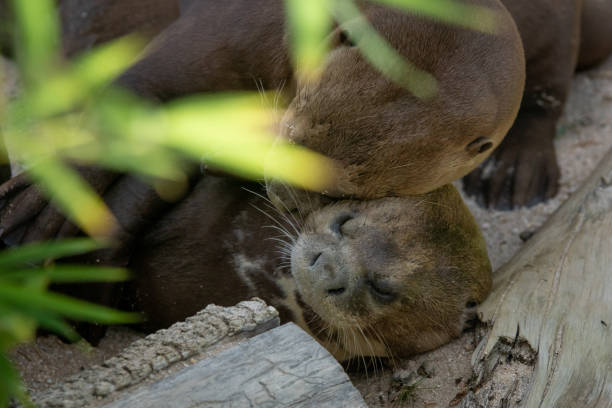istock Cute otters resting in love 1205567043