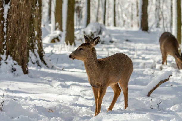 istock Deer. White-tailed deer on snow .  Hind and older fawn. 1205567212