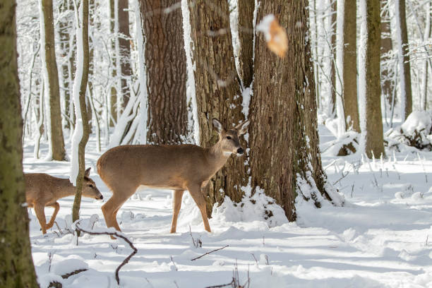 istock Deer. White-tailed deer on snow .  Hind and older fawn. 1205567217