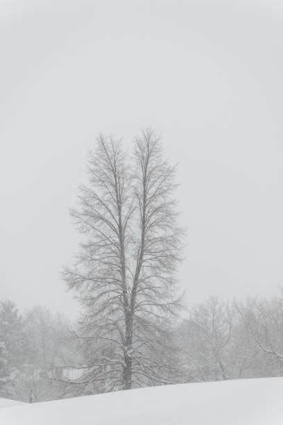 istock The lonely tree under the snow 1205567262