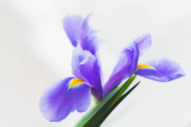 istock Japanese iris flower over gray blurred background 1205567307