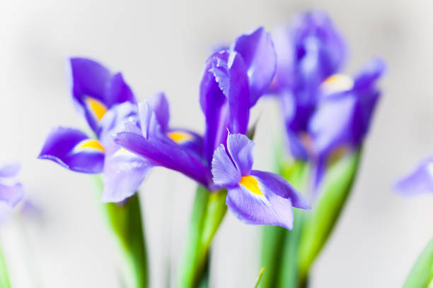 istock Japanese irises over light gray blurred background 1205567317