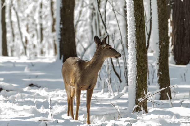 istock Deer. White-tailed deer on snow .  Hind and older fawn. 1205567338