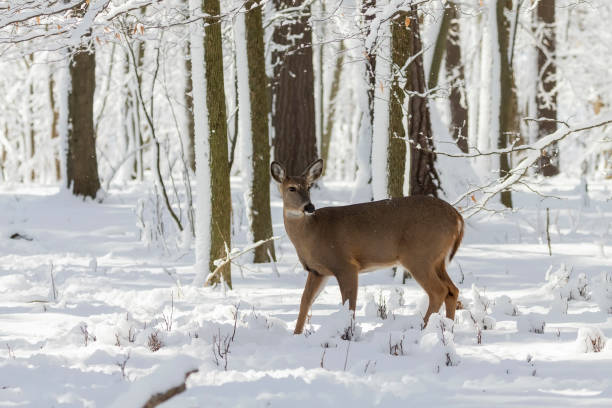 istock Deer. White-tailed deer on snow .  Hind and older fawn. 1205567342