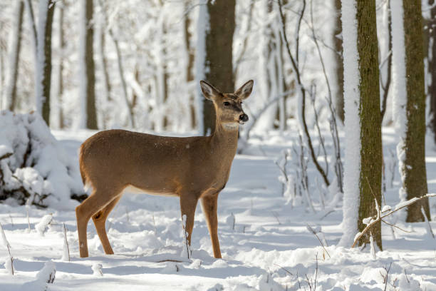 istock Deer. White-tailed deer on snow .  Hind and older fawn. 1205567391