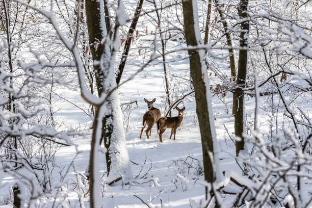 istock Deer. White-tailed deer on snow .  Hind and older fawn. 1205568098