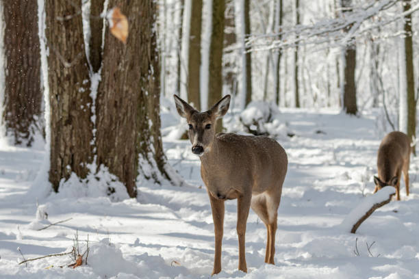 istock Deer. White-tailed deer on snow .  Hind and older fawn. 1205568106