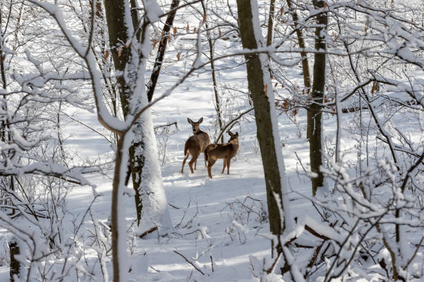 istock Deer. White-tailed deer on snow .  Hind and older fawn. 1205568115