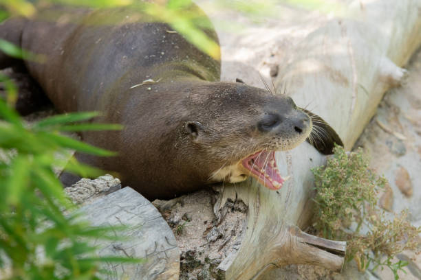 istock The Asian small-clawed otter (Amblonyx cinereus). Open mouth 1205568140