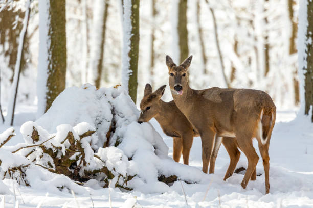 istock Deer. White-tailed deer on snow .  Hind and older fawn. 1205568148