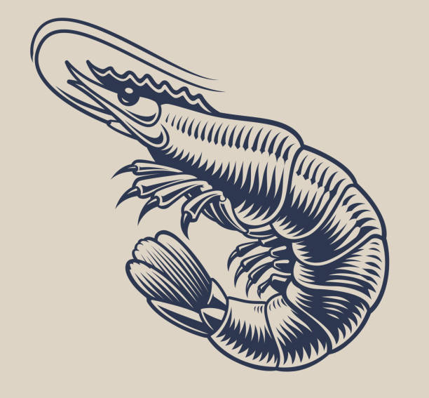 ilustrações de stock, clip art, desenhos animados e ícones de vintage vector illustration a shrimp for seafood theme - shrimp