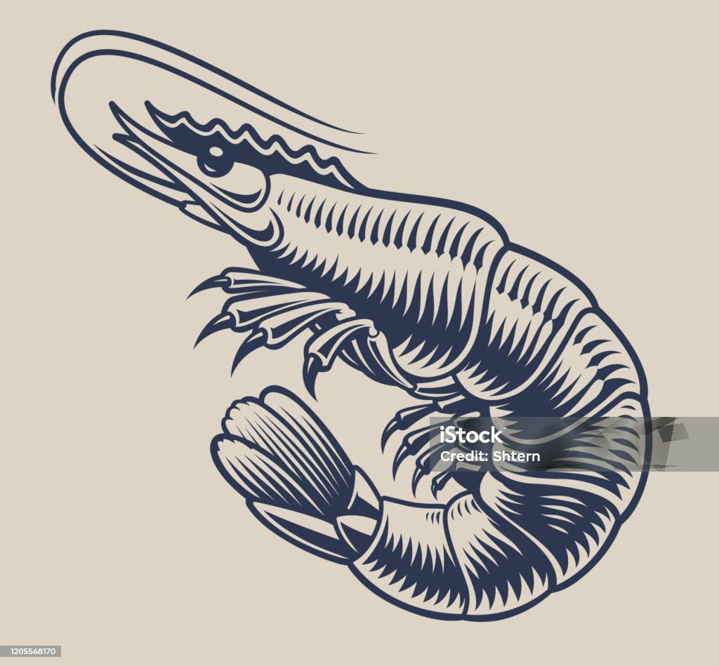 Vintage Vector Minh Họa Một Con Tôm Cho Chủ Đề Hải Sản Hình minh ...