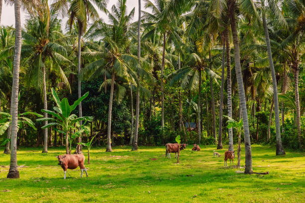 istock Coconut palms with cow and green grass in Bali 1205568410