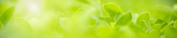 istock Close up of nature view green leaf on blurred greenery background under sunlight with bokeh and copy space using as background natural plants landscape, ecology cover concept. 1205568488