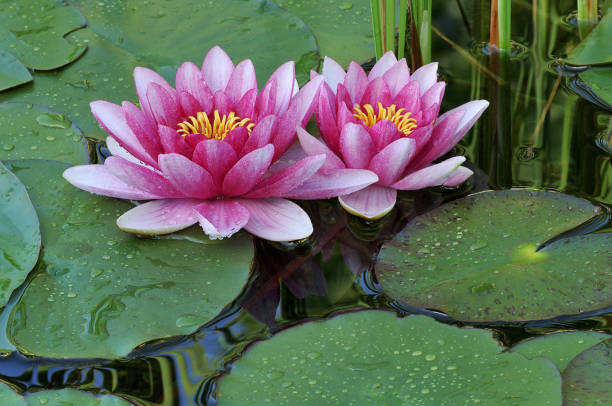 istock Two Pink Water Lilies 1205568570