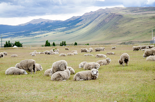 Patagonia in Chile has an amazing landscape. Its pasture is a perfect place to raise sheep.
