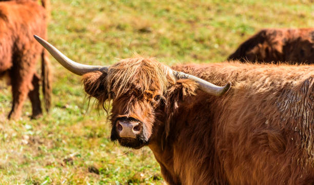 istock Long Haired Scottish Highland Cow 1205568697