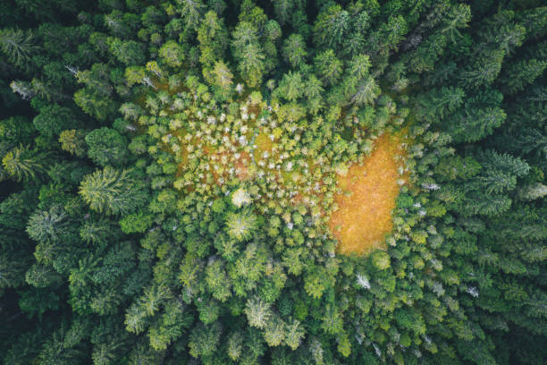 Forest Glade Aerial view on idyllic glade in the middle of pine forest. glade photos stock pictures, royalty-free photos & images