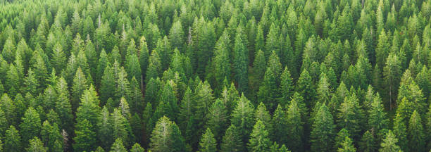 panoramiczny widok na zielony las - treetop forest tree green zdjęcia i obrazy z banku zdjęć