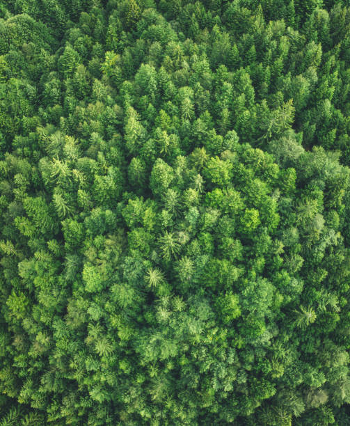 istock Aerial View On Green Forest 1205569663