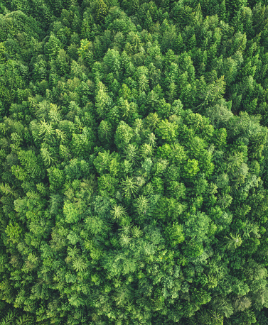 Aerial view on green mixed (pine & beech) forest.