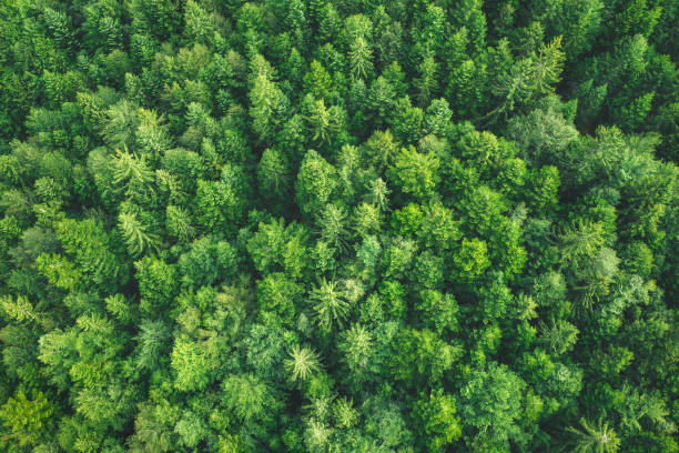 istock Aerial View On Green Forest 1205569664