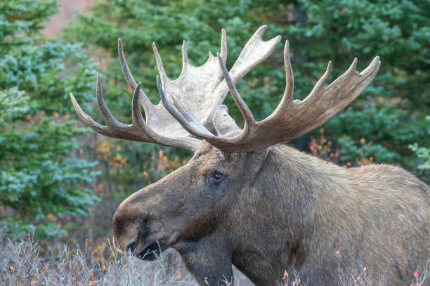 istock Alaska Yukon Bull Moose in Fall 1205569668
