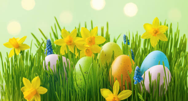 huevos de pascua coloridos en hierba verde decorados con flores de narciso. - yellow easter daffodil religious celebration fotografías e imágenes de stock