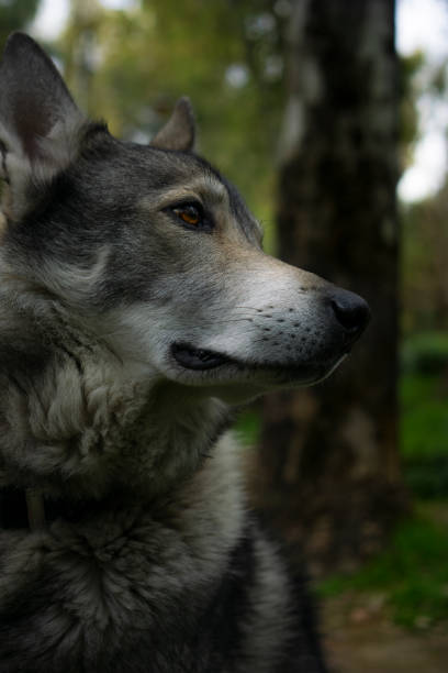 istock Tamaskan wolfdog portrait in the woods 1205570838