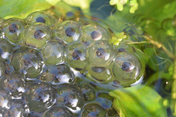 Macro image of frog spawn stock photo