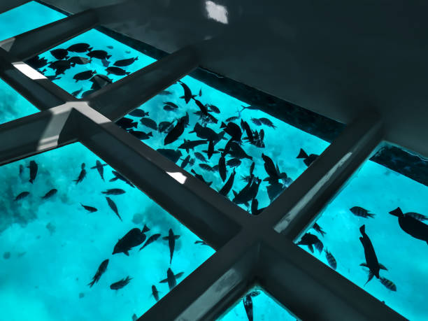 Many fishes silhouettes against the background of turquoise water under a boat with a transparent bottom stock photo