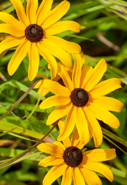 close up of three black-eyed Susan, Rudbeckia hirta - fotografia de stock