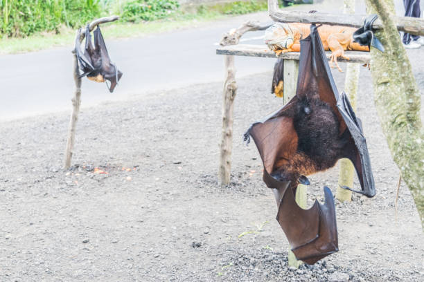istock Bat hanging from the tree branch, Indonesia bat - Also known as great flying fox. 1205574578