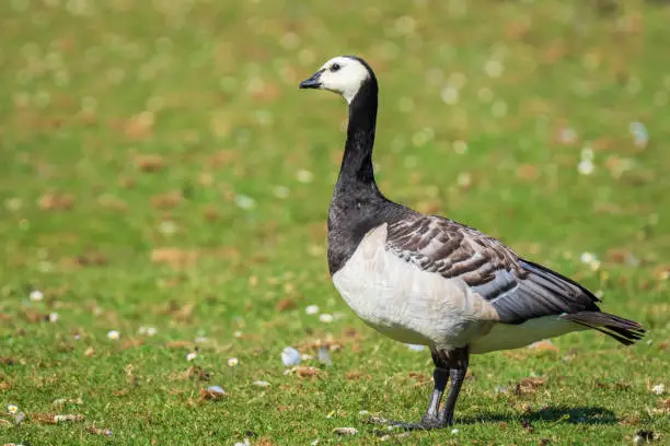 Close-up of a barnacle goose Branta leucopsis walking and foraging in a meadow on a sunny day