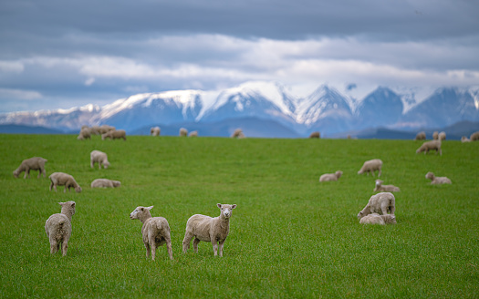 White Sheep Grazing In Green Field