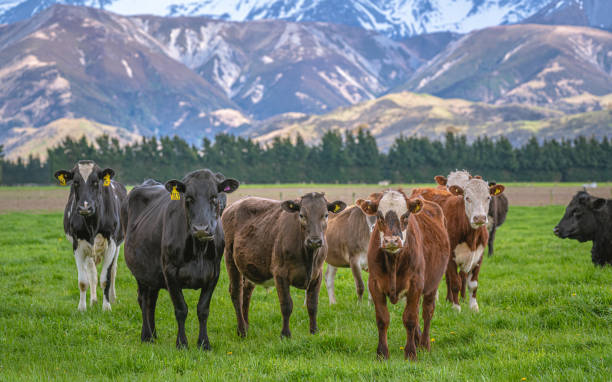 istock Animal Photo 1205575141