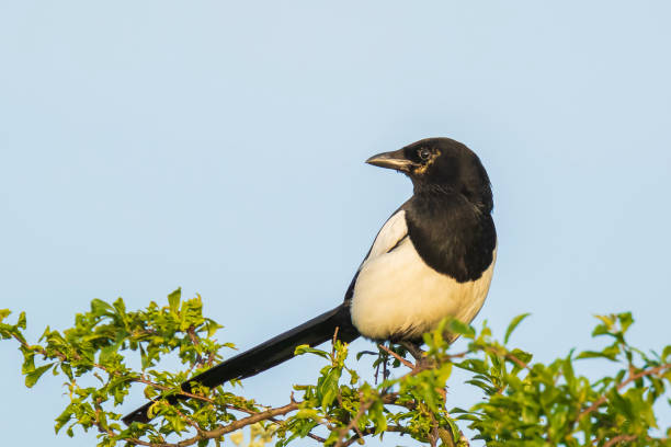 istock Eurasian magpie or common magpie Pica pica perched in a tree 1205575148