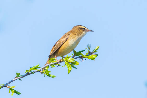 istock Eurasian reed warbler Acrocephalus scirpaceus bird singing in reeds during sunrise. 1205575306