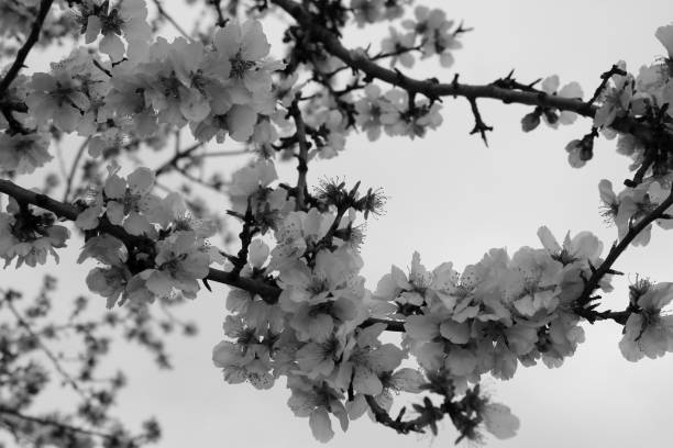 istock Blossoming almond flowers in springtime 1205576434