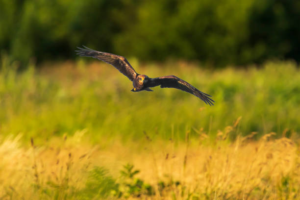 istock Western marsh harrier, Circus aeruginosus, hunting 1205576554