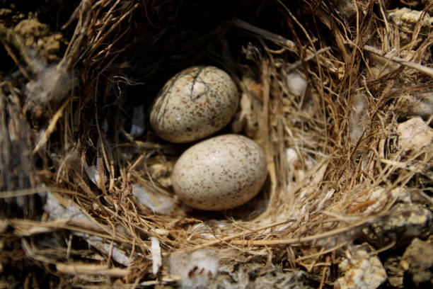 istock The bird's egg in the ground nest. 1205576685