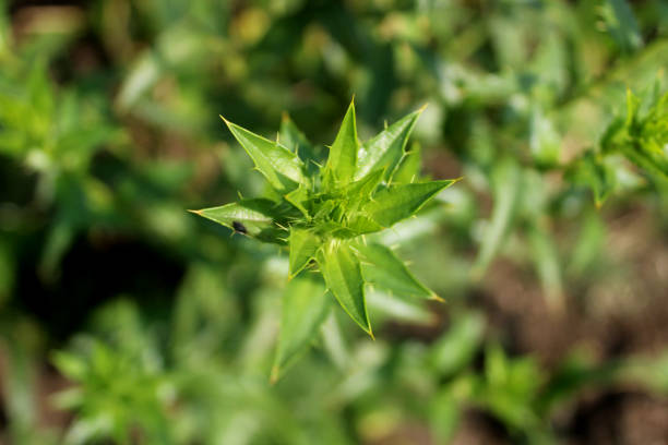 Close up of Safflower (Carthamus tinctorius) crop.