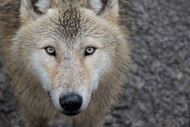 istock Close up face of an Arctic wolf 1205578482