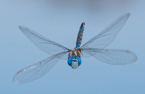 Blue dragonfly in flight close-up Close-ups of a blue dragonfly above the water of a lake in summer dragonfly photos stock pictures, royalty-free photos & images