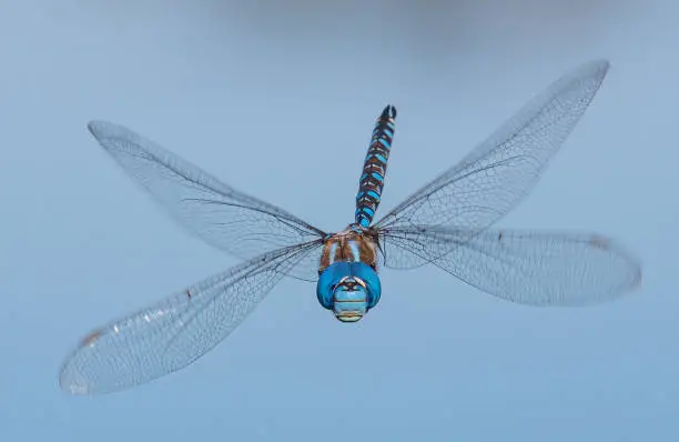 Photo of Blue dragonfly in flight close-up