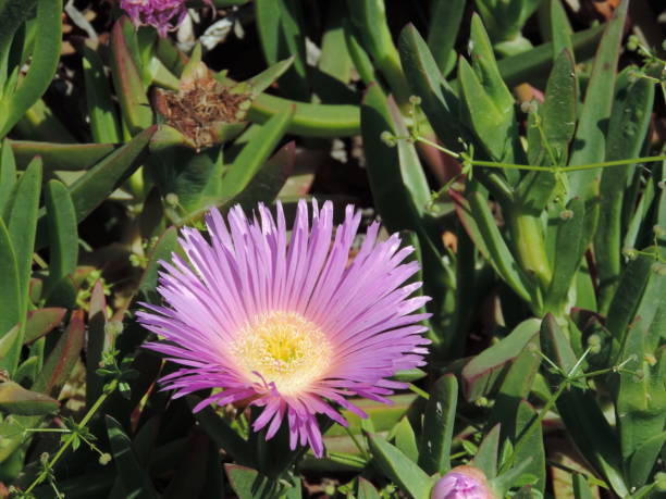 istock Hottentot-fig or Ice flower (Carpobrotus edulis) 1205578939