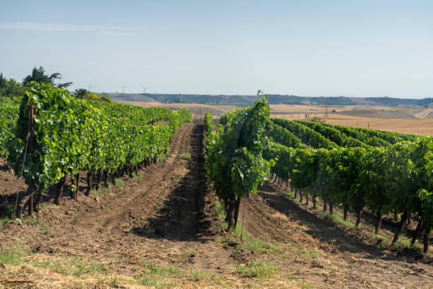 istock Rural landscape in Basilicata at summer 1205580357