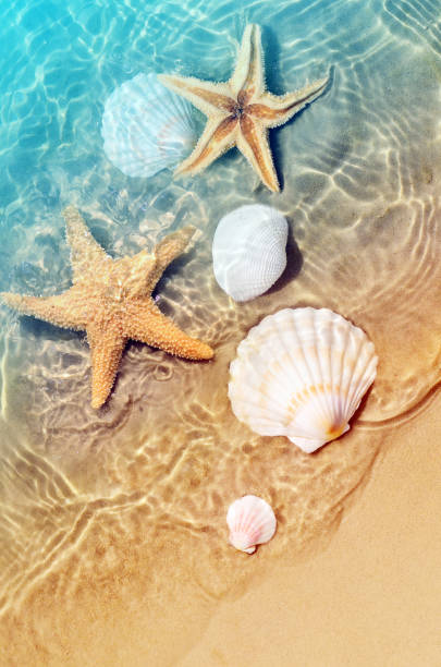 Starfish And Seashell On The Summer Beach In Sea Water Summer Background  Stock Photo - Download Image Now - iStock
