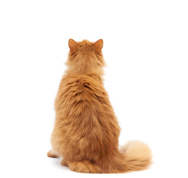 istock adult fluffy red cat sits with his back 1205581349